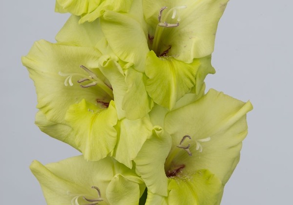Gladiolus Bowie