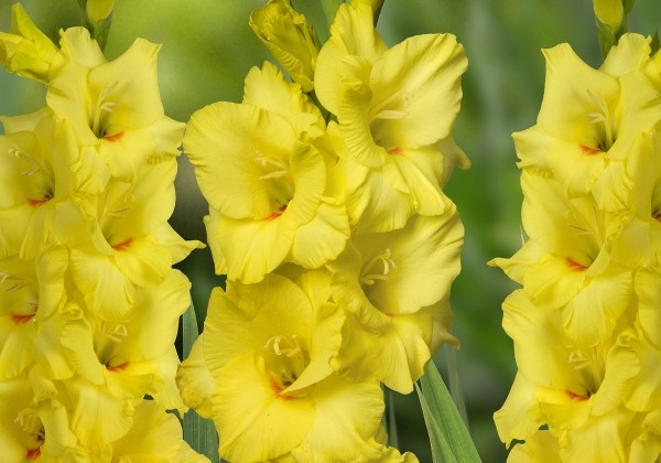 Gladiolus Bono