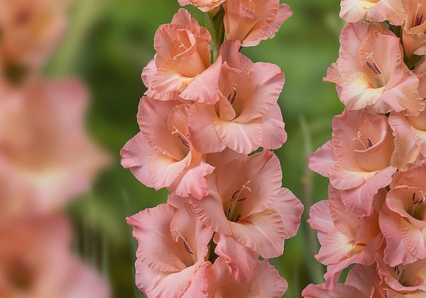 Gladiolus Sisi