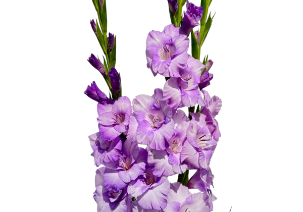 Gladiolus Yvonne