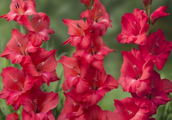 Gladiolus Berlioz