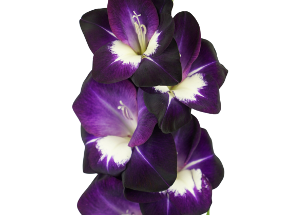 Gladiolus Black Sabbath