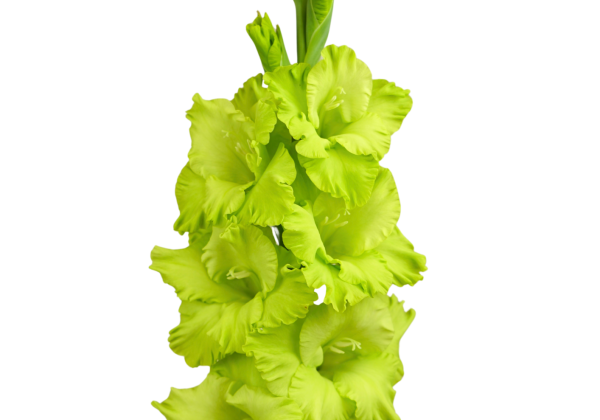 Gladiolus Green Star