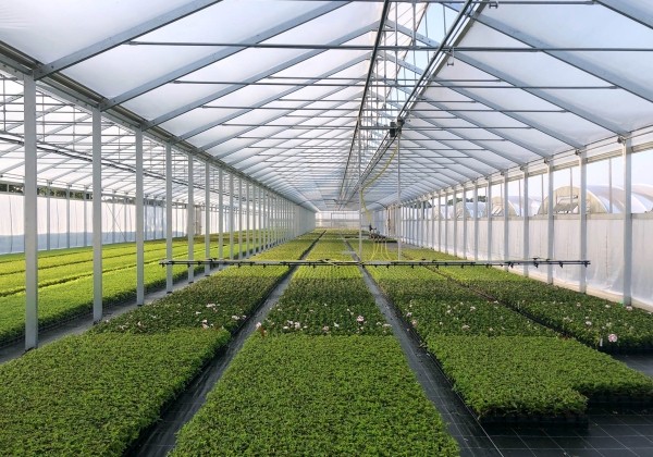 Dubultplēves termo siltumnīca 300 m2 ar montāžu