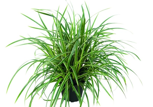 Carex morrowii Ice Dance