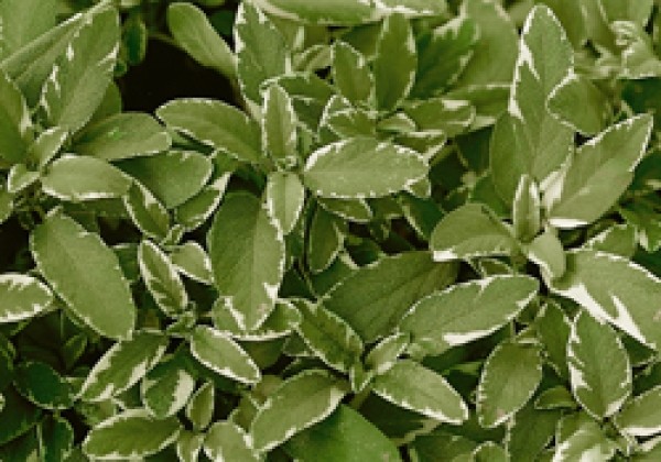 Salvia officinalis Rotmuhle