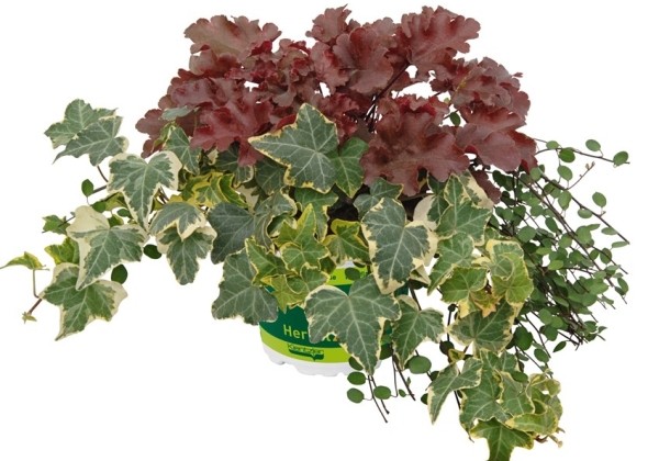 HerbstZauber Trio Mio Maroon Time (12 cm)