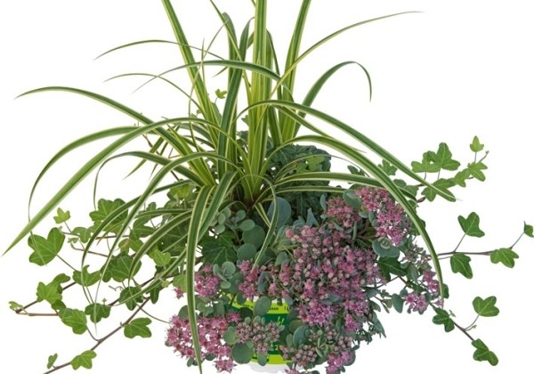 HerbstZauber Trio Mio Autumn Kiss (12 cm)