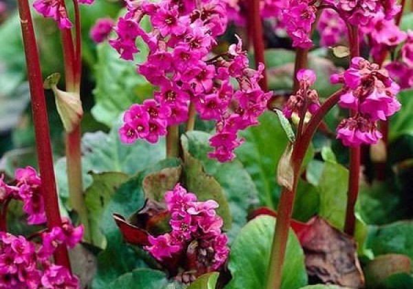 Bergenia cordifolia Eroica