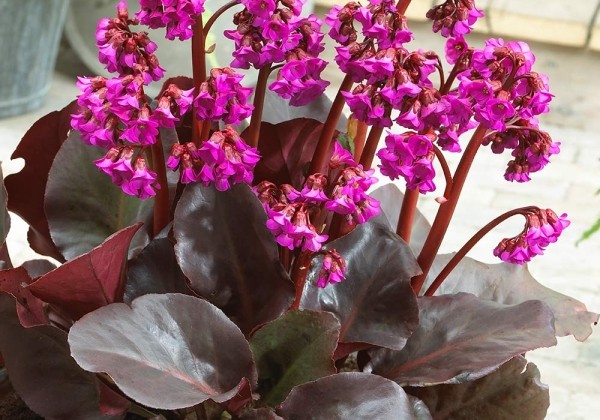 Bergenia cordifolia Eroica