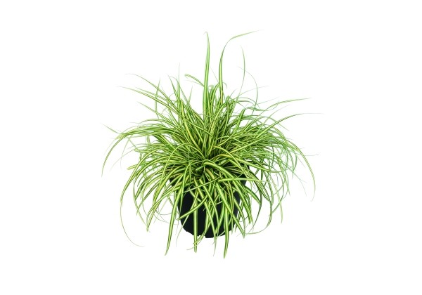Carex oshimensis Evergold