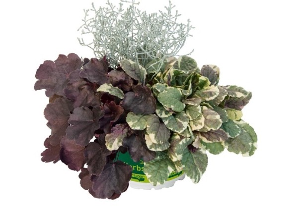 HerbstZauber Trio Mio Night Glitter (12 cm)