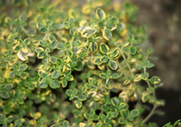 Thymus citriodorus Golden King