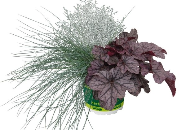 HerbstZauber Trio Mio Silver Plum (12 cm)