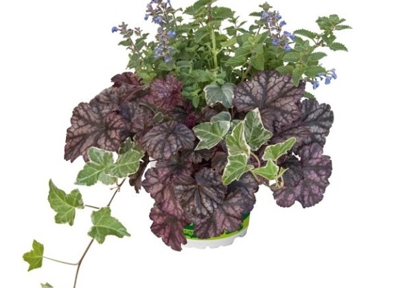 HerbstZauber Trio Mio Autumn Breeze (12 cm)