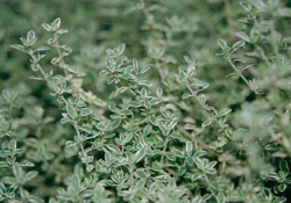 Thymus citriodorus Silver Queen