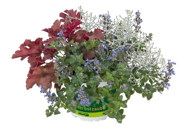 HerbstZauber Trio Mio Lovin' Hearts (12 cm)