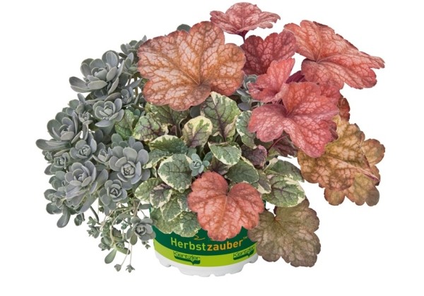 HerbstZauber Trio Mio Painted Majesty (12 cm)