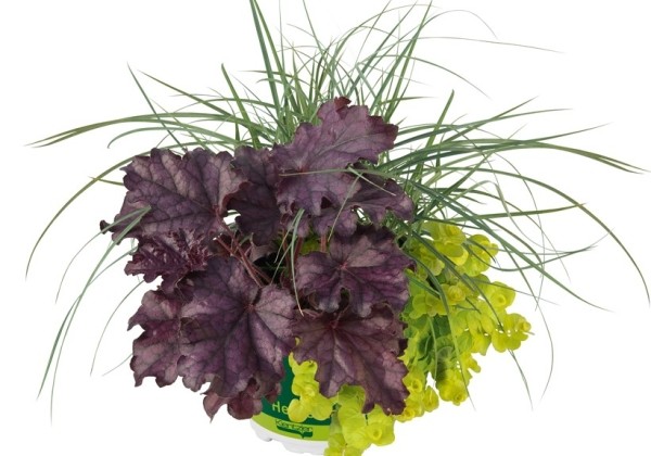 HerbstZauber Trio MioSweet Surprise (12 cm)