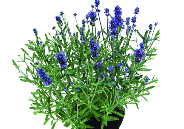Lavandula Belle Bleue