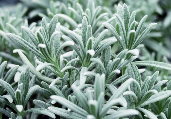 Lavandula Lavandula lanata