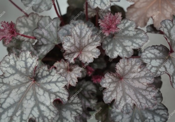 Heuchera hybrida Blackberry Jam