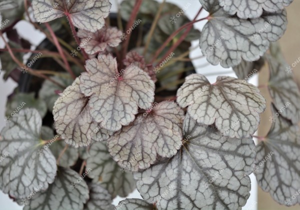 Heuchera hybrida Sugar Frosting