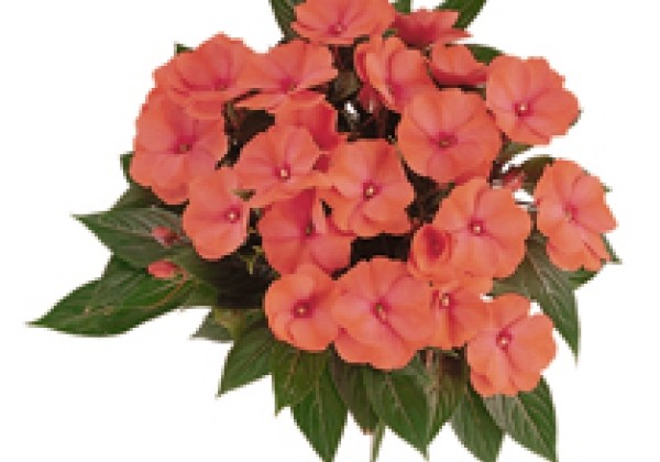 Impatiens Neu-Guinea Paradise Malita