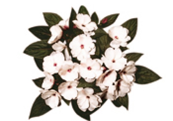 Impatiens Neu-Guinea Paradise Improved Samoa
