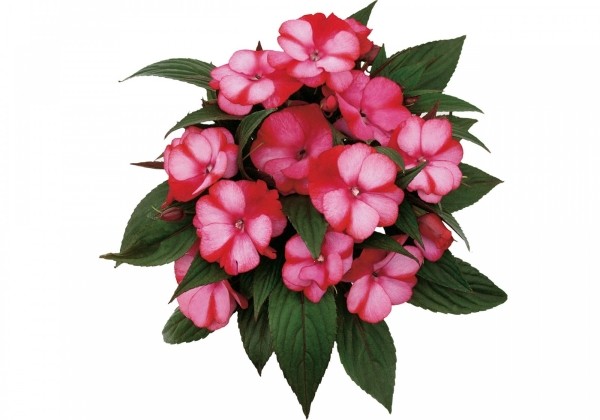 Impatiens Neu-Guinea Paradise Amuna