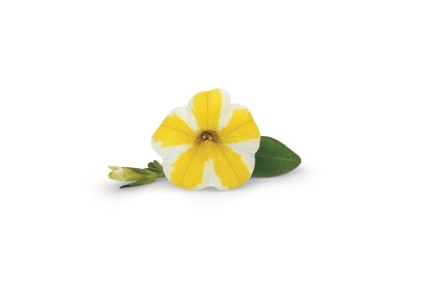 Calibrachoa hybrida Superbells Lemon Slice