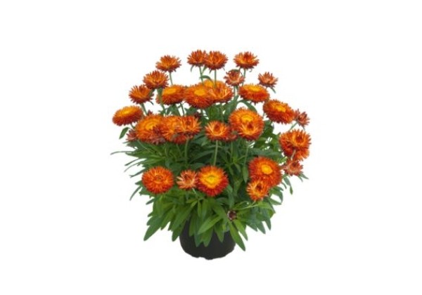 Bracteantha  Sunbrella Orange 2025