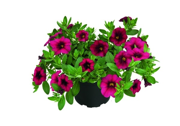 Calibrachoa hybrida Unique Magenta