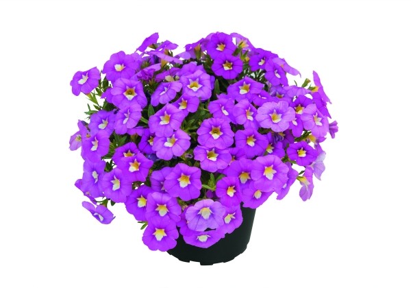 Calibrachoa hybrida Unique Hot Pink 2024