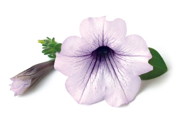 Petunia atkinsiana Conchita Blueberry Frost