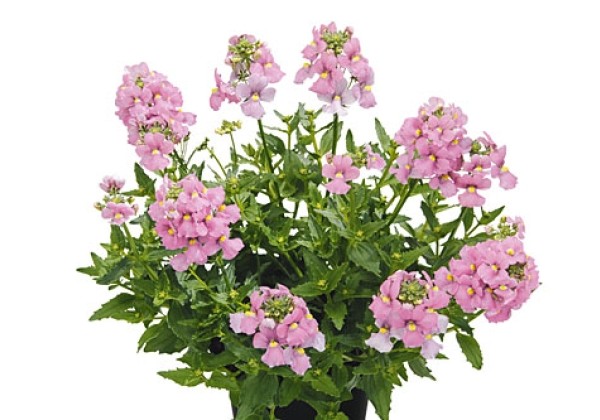 Nemesia fruticans Karoo Improved Pink
