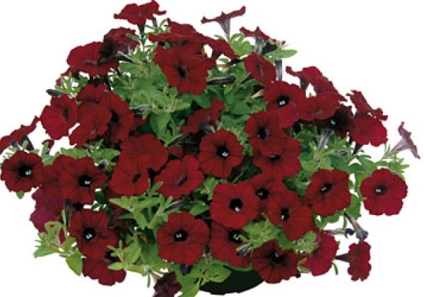 Petunia atkinsiana Chocolina