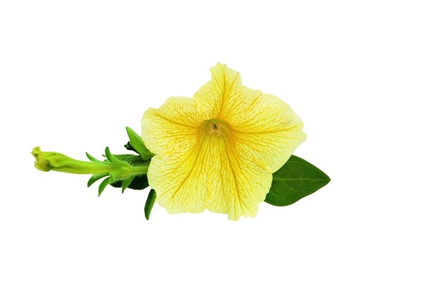 Petunia atkinsiana Surfinia Yellow
