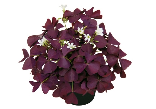 Oxalis articulata Burgundy Wine