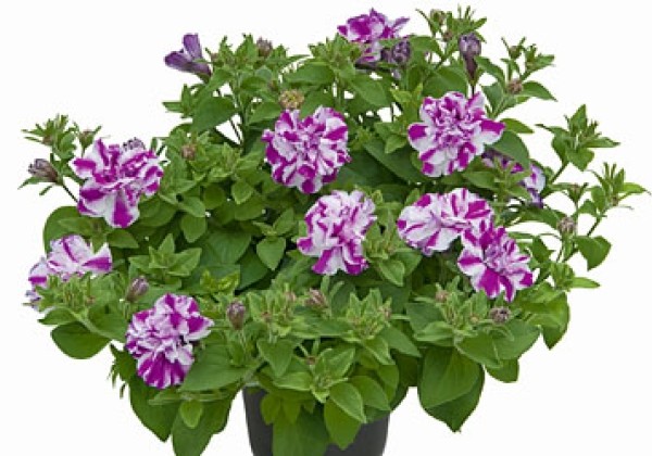 Petunia atkinsiana Amarena Twist