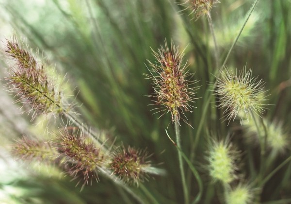 Pennisetum alopecuroides Little Bunny