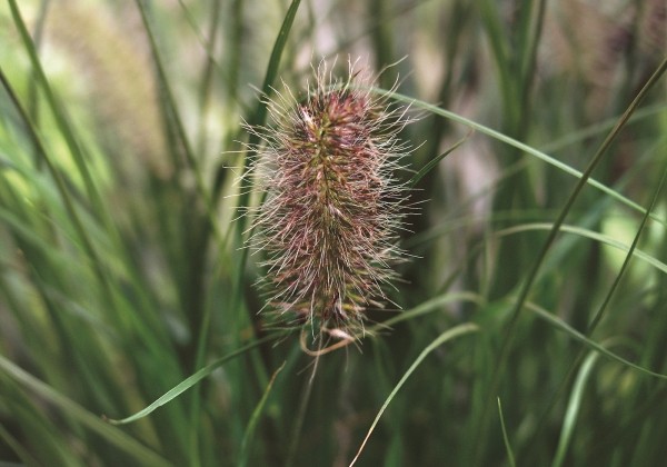 Pennisetum alopecuroides Hameln