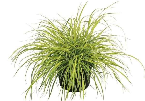 Pennisetum alopecuroides Hameln Gold