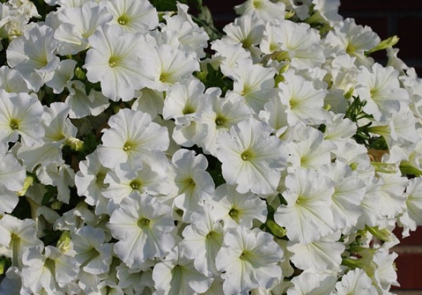 Petunia atkinsiana Veranda White