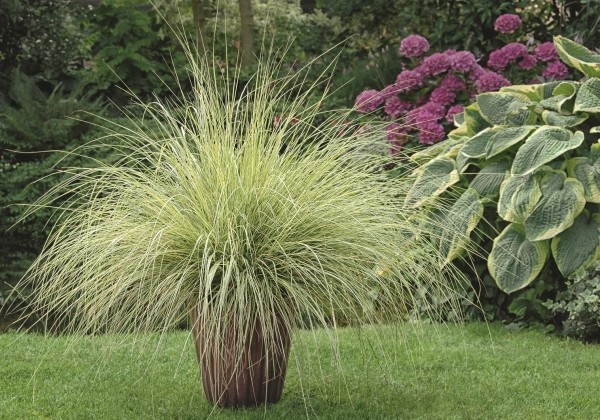 Pennisetum alopecuroides Pennstripe
