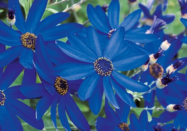 Senetti Deep Blue