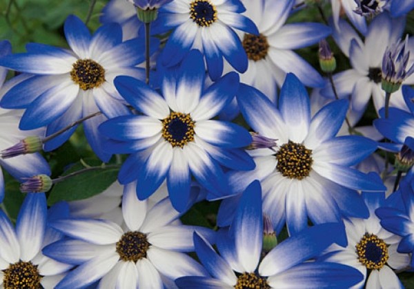 Senetti Blue Bicolor