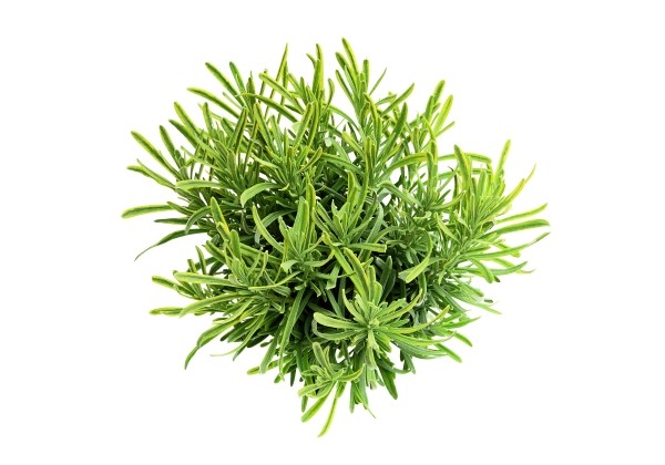 Lavandula Platinum Blonde