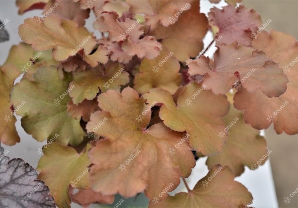 Heuchera hybrida Marmalade