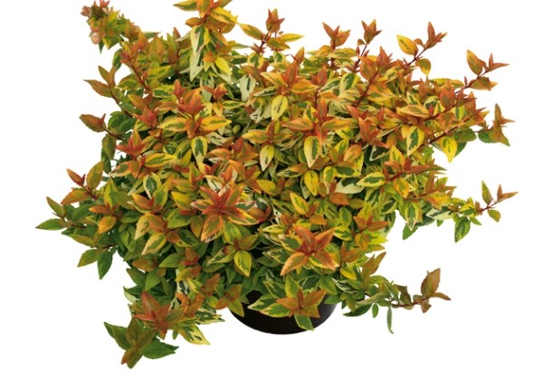 Abelia grandiflora Kaleidoscope